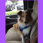 Shiloh in a Harness.jpg